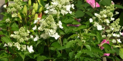 Hortenzija metličasta bijela dama: opis, sadnja i njega, recenzije